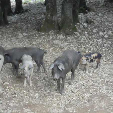 Farm stay Camisadu Oliena