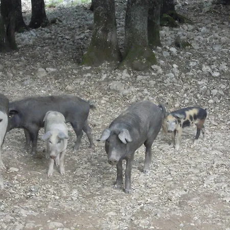 Alloggio per agriturismo Camisadu Oliena